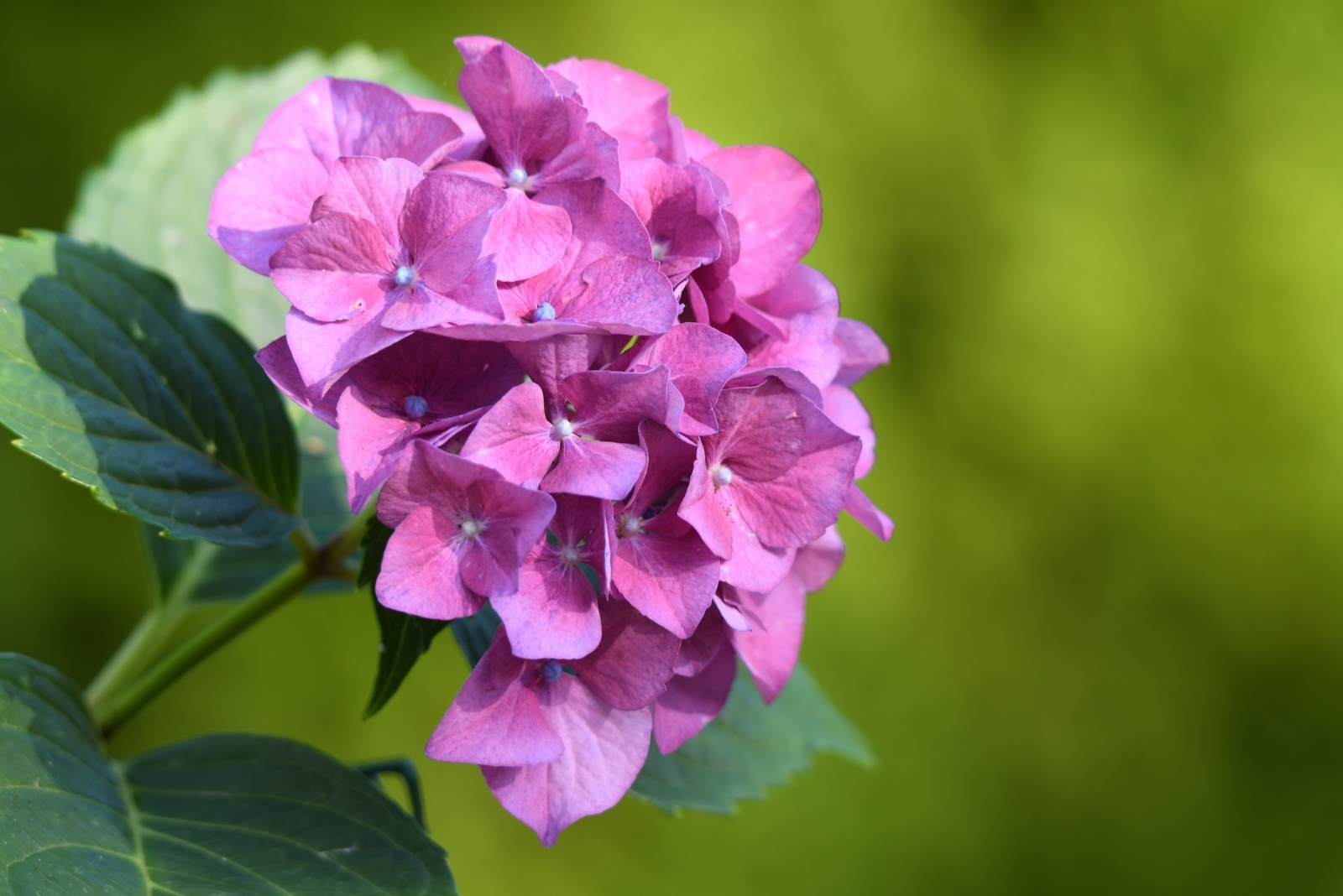 10 Common Causes Of Holes In Hydrangea Leaves In Texas
