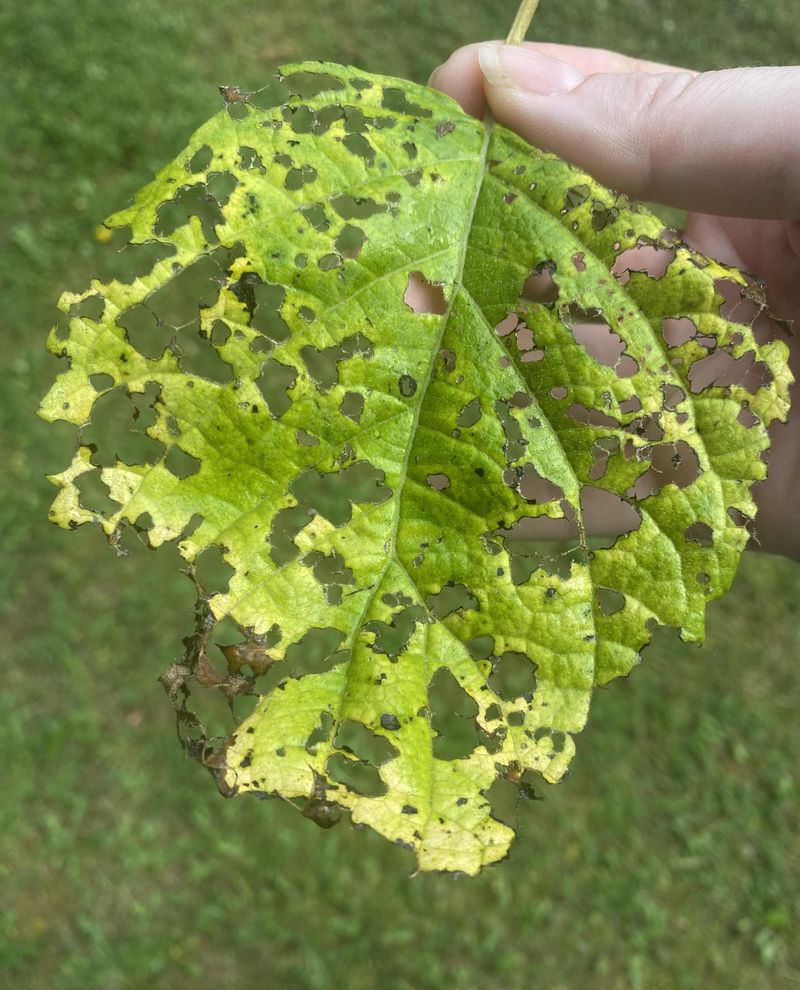 Japanese Beetles