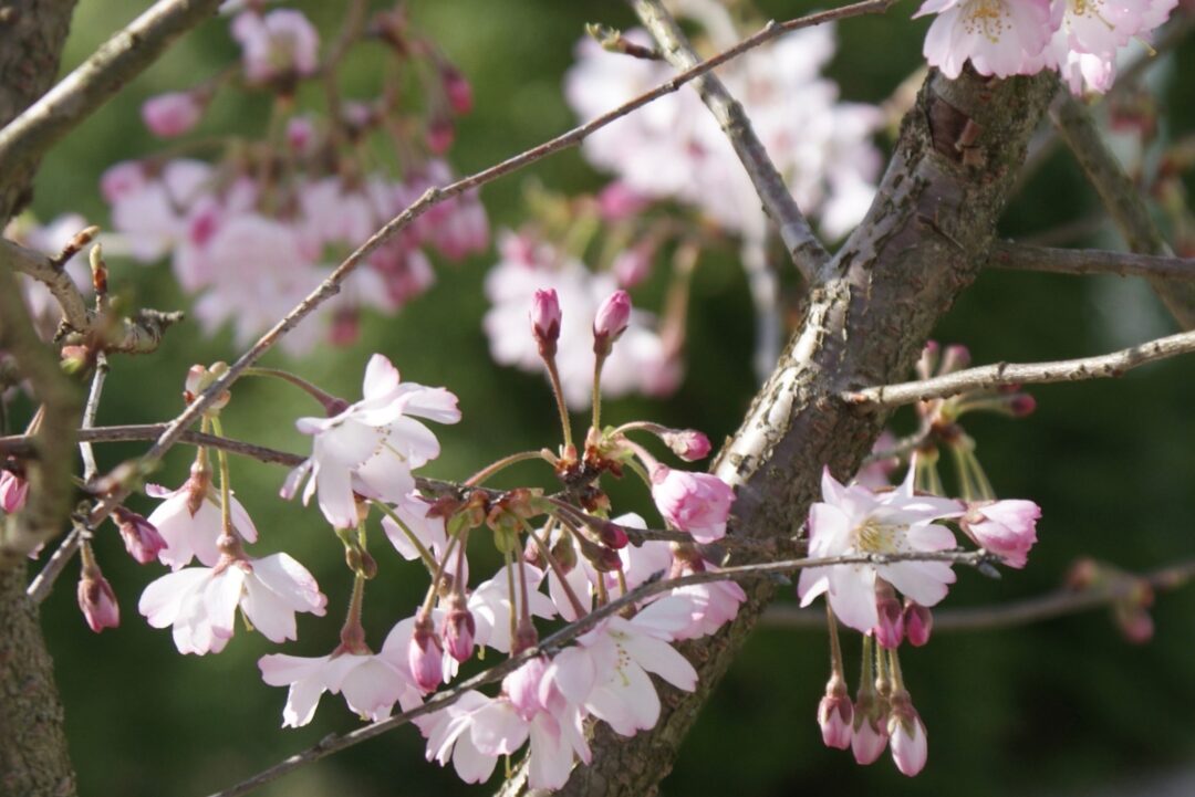 10 Common Fruit Trees You Should Never Plant In California