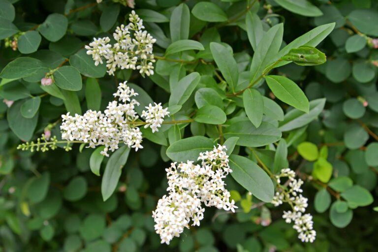 common privet
