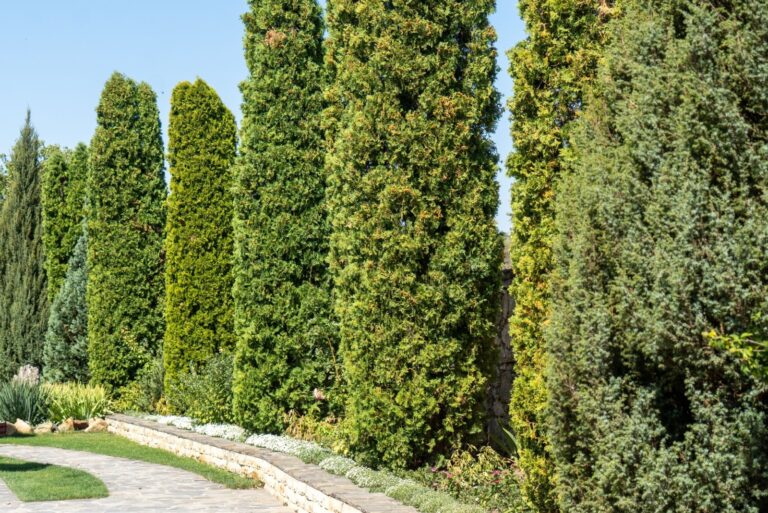 tall green hedges