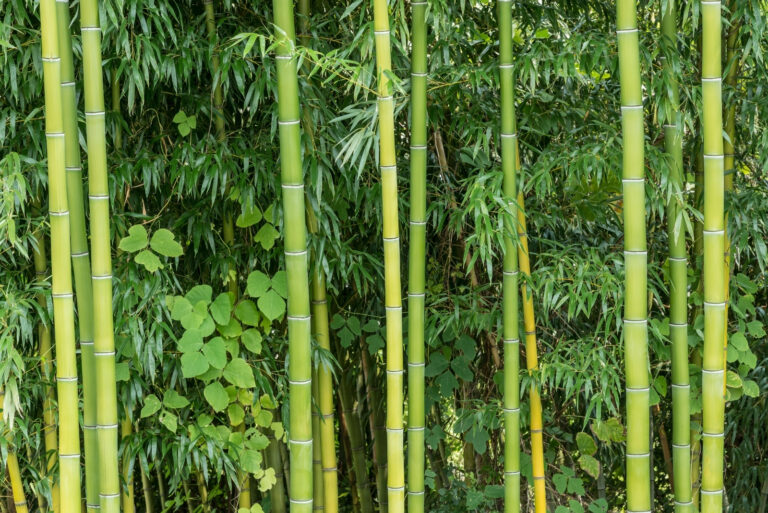 bamboo fencing (featured image)