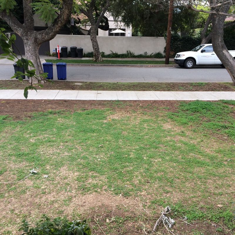 Extensive Lawn Installation