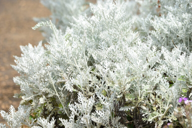 plant (featured image)