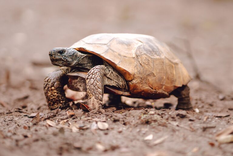 Gopher Tortoise