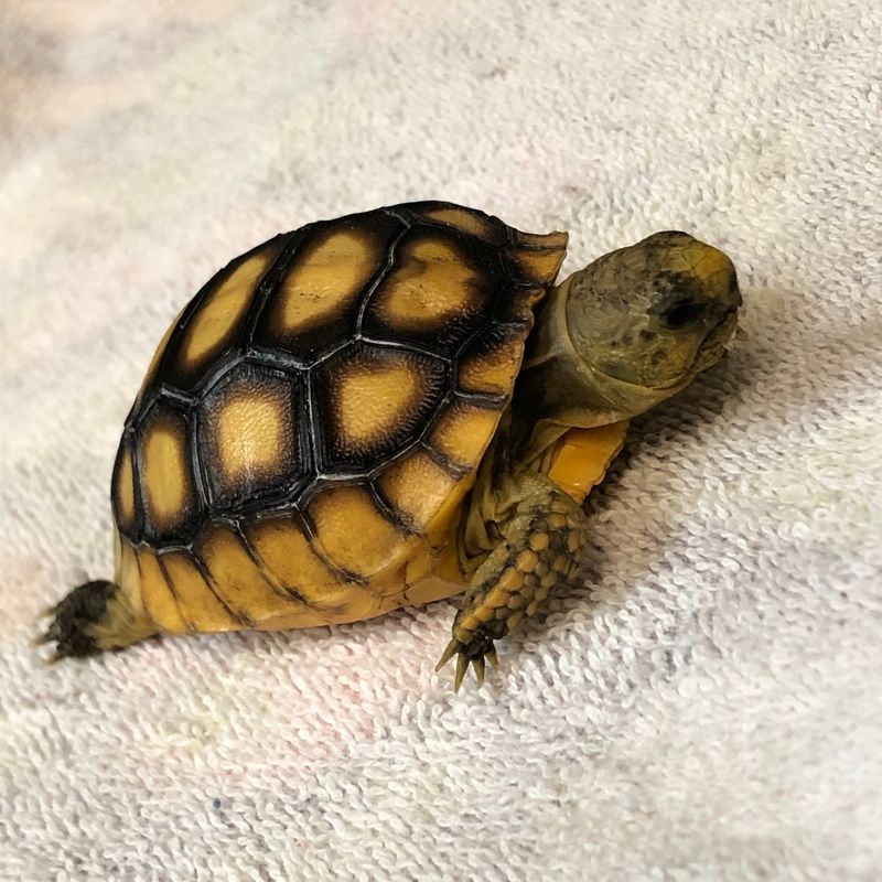 Gopher Tortoises: The Underground Architects