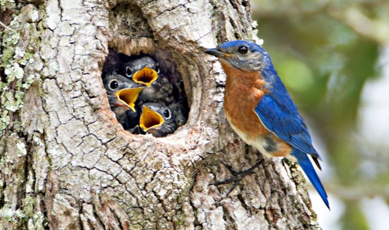 Eastern Bluebirds Nesting in Garden Trees