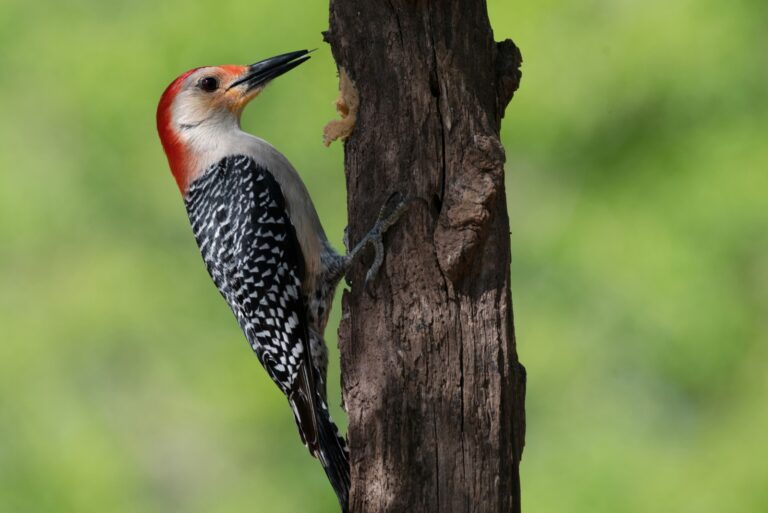 Red-bellied woodpecker