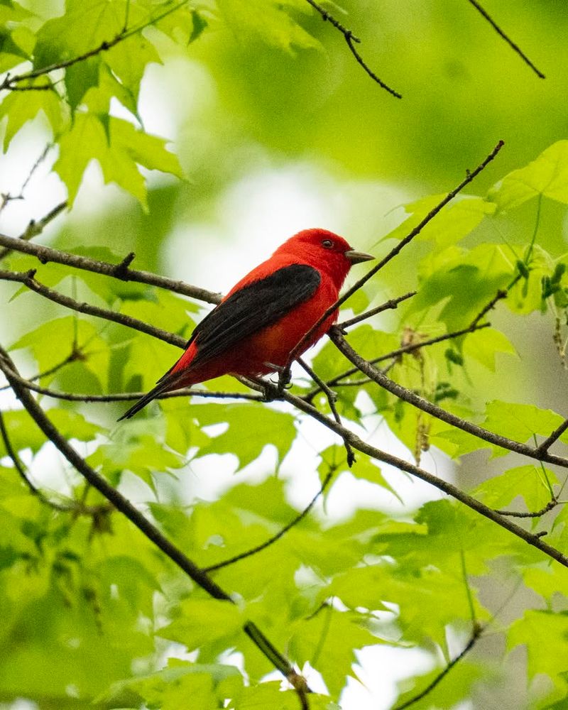Migratory Songbirds: Nature's Garden Helpers