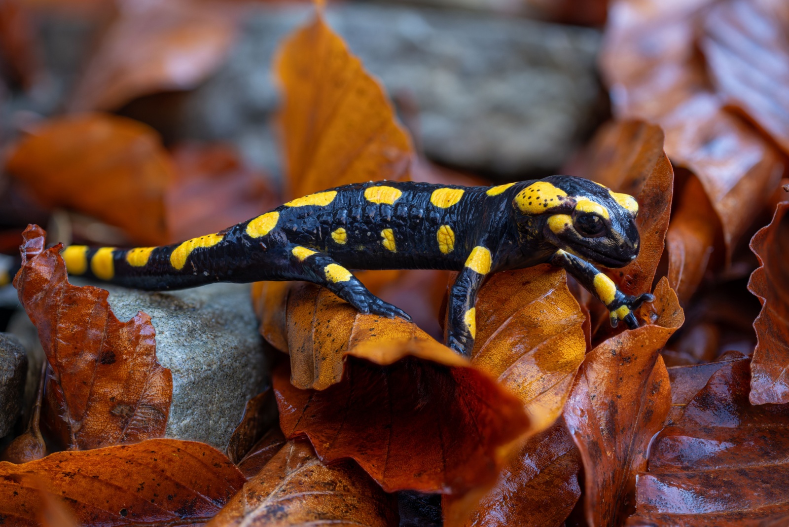 10 Creatures It’s Illegal To Remove From Your Virginia Home And Garden