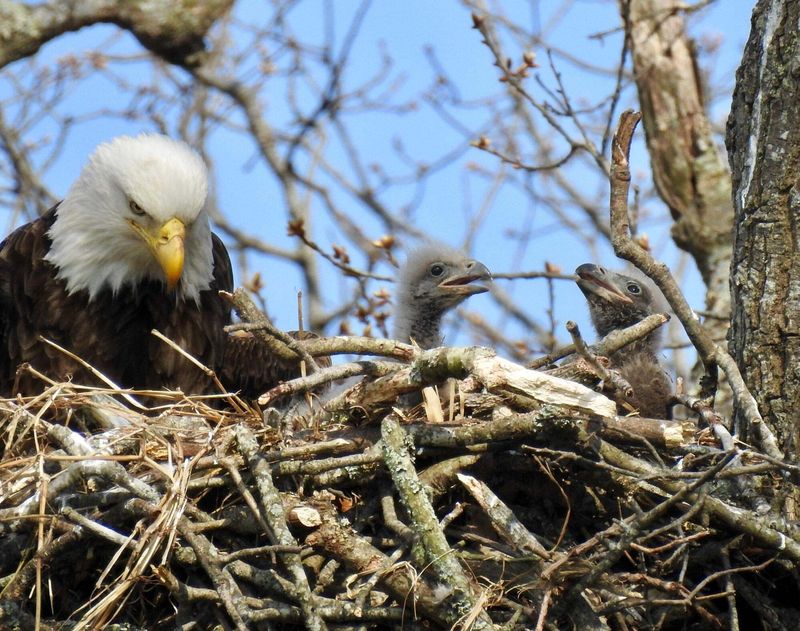 Bald Eagles Nesting Near Properties