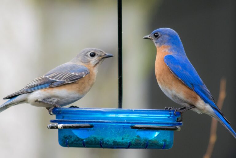 Male and Female Eastern Bluebirds on Feeder