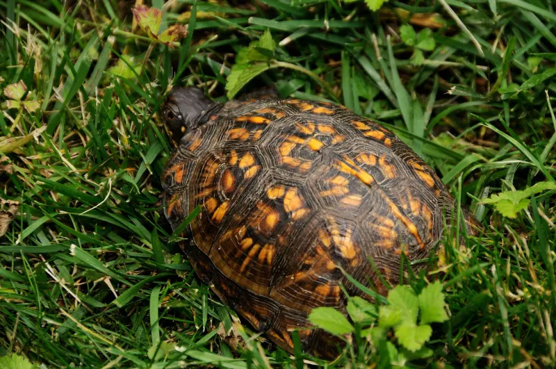 Box Turtles Living Near Garden Beds