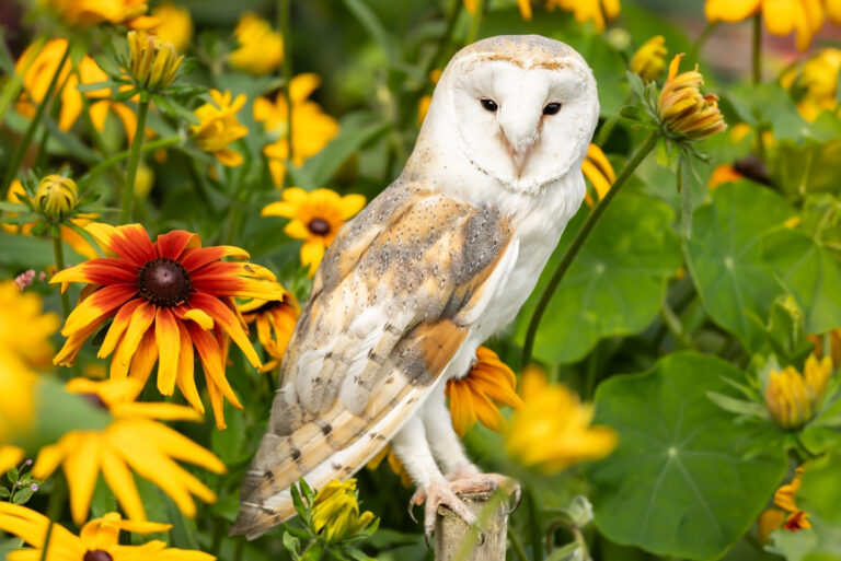 Eastern Barn Owl (featured image)