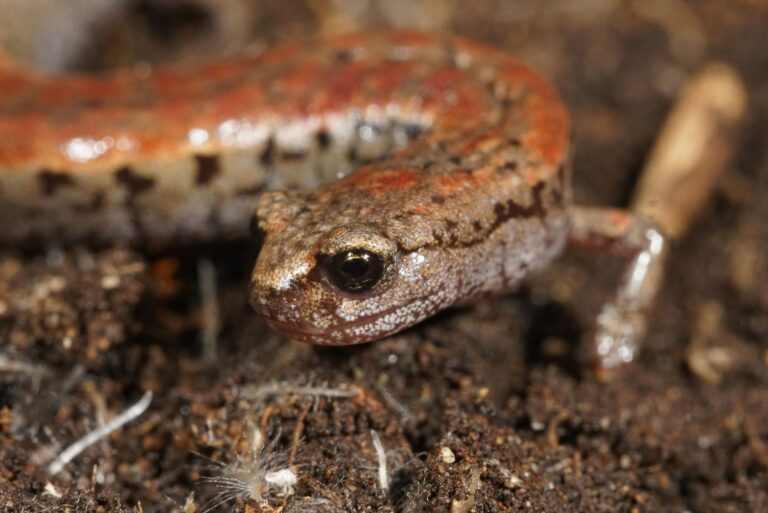 California slender salamander on the forest ground