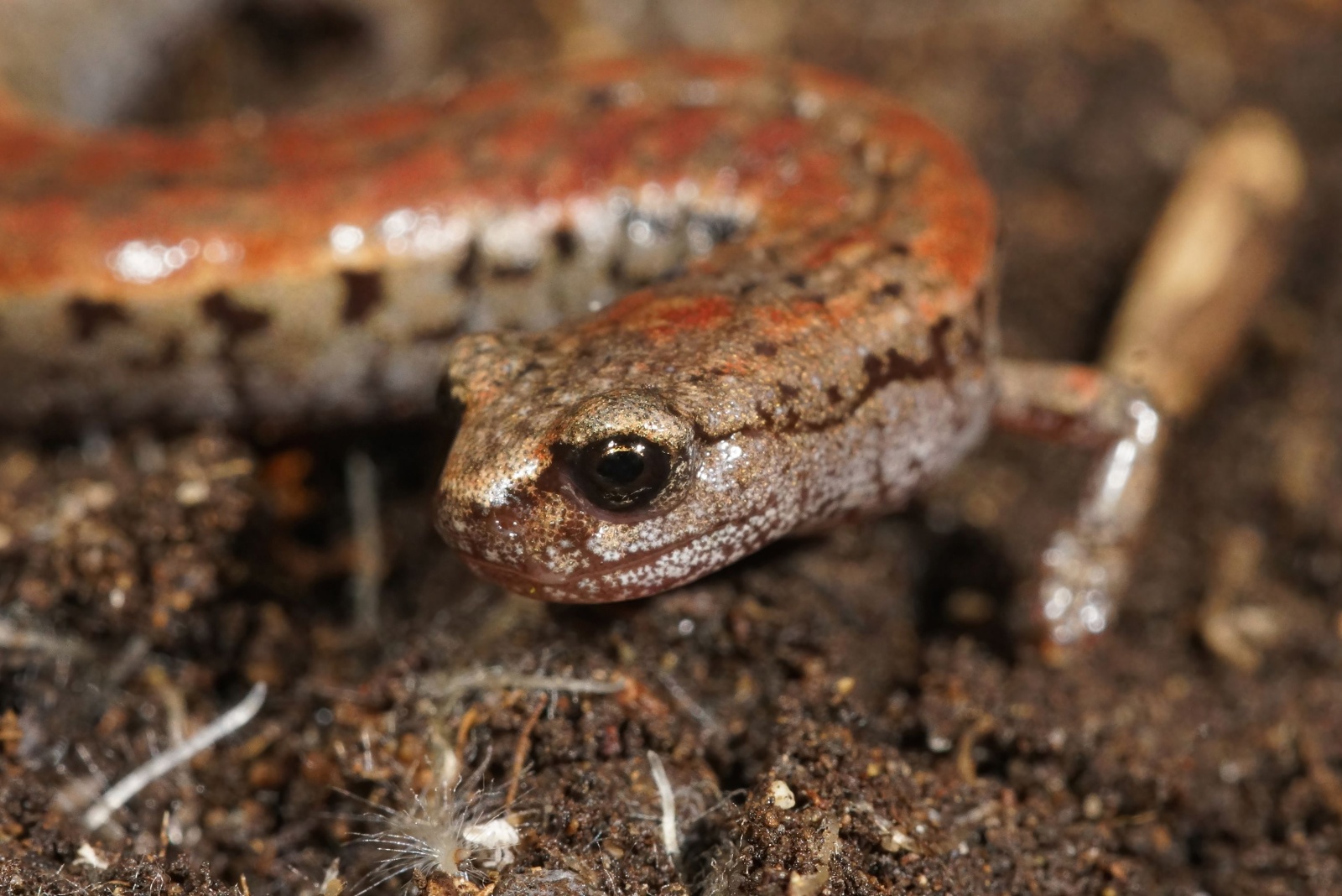 10 Creatures That Are Illegal To Remove From Washington Homes And Yards