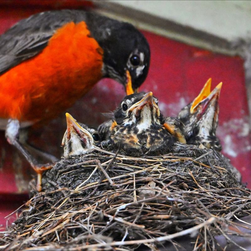 Nesting Songbirds