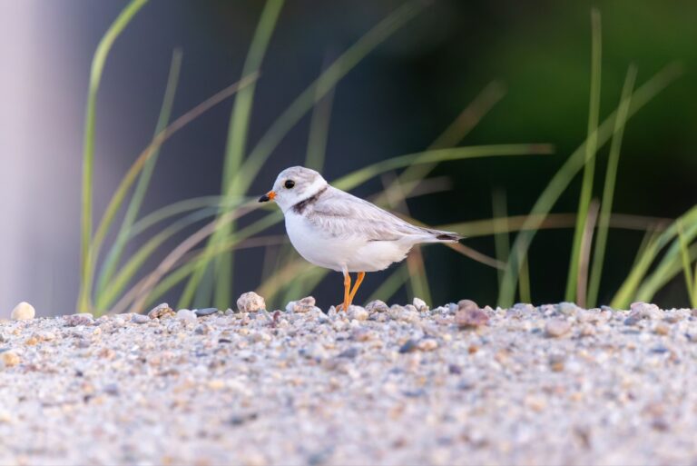 Piping Plover
