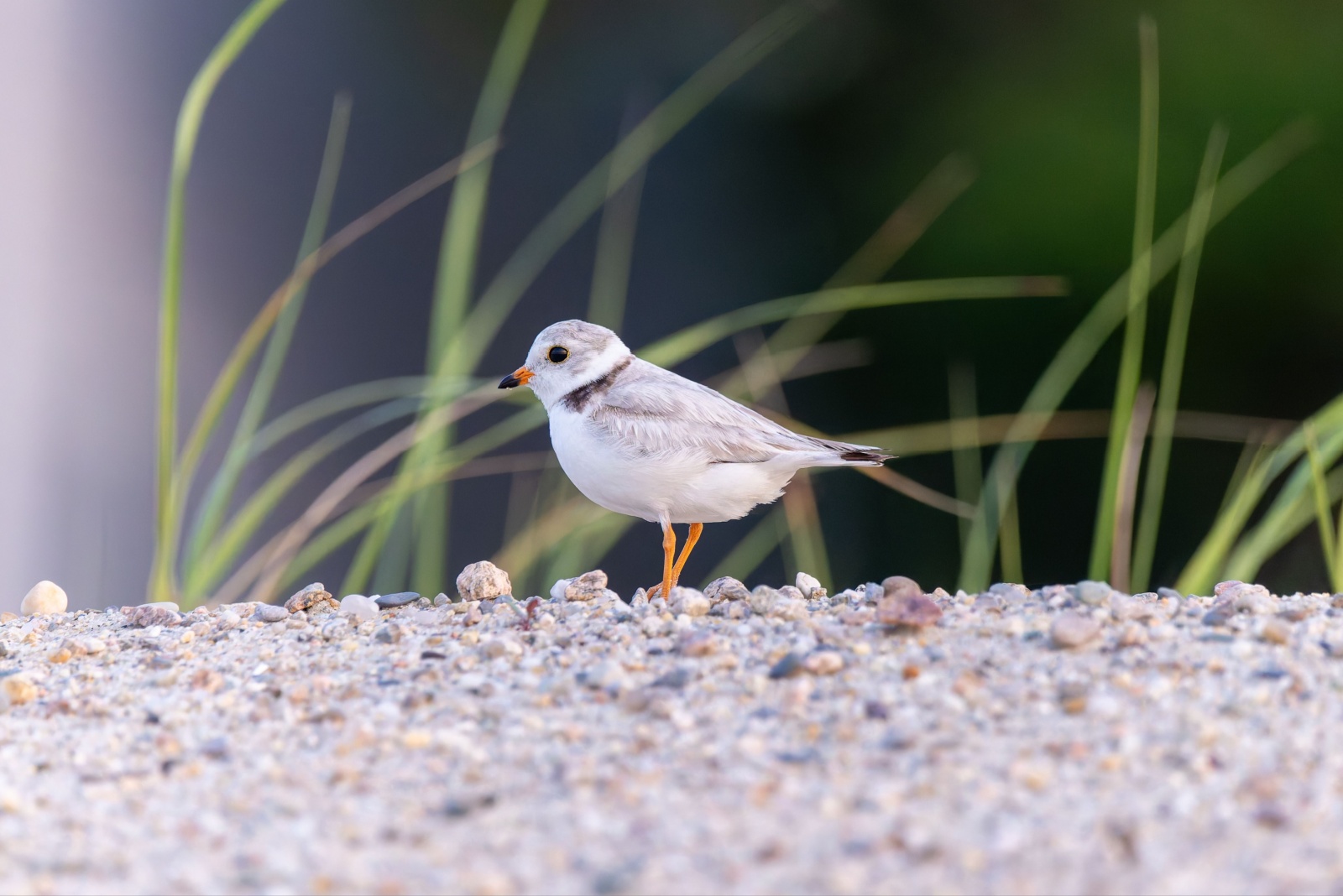 10 Creatures You Can’t Legally Disturb Or Relocate In Maryland