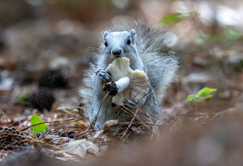 Delmarva Fox Squirrel