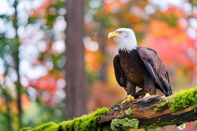 bald eagle (featured image)