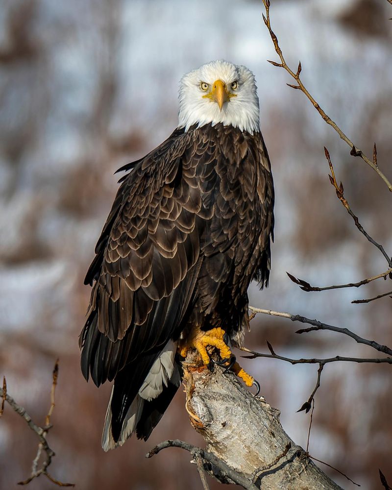 Bald Eagles