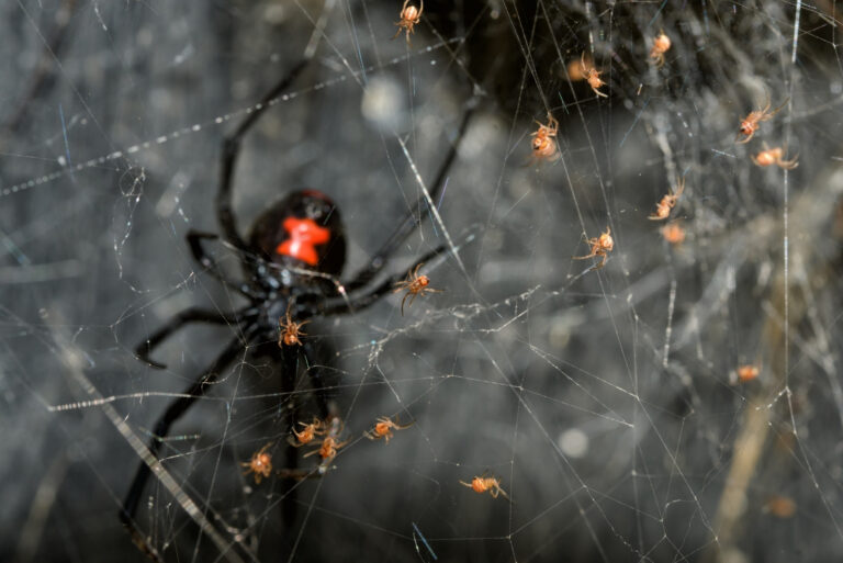 black widow spider (featured image)