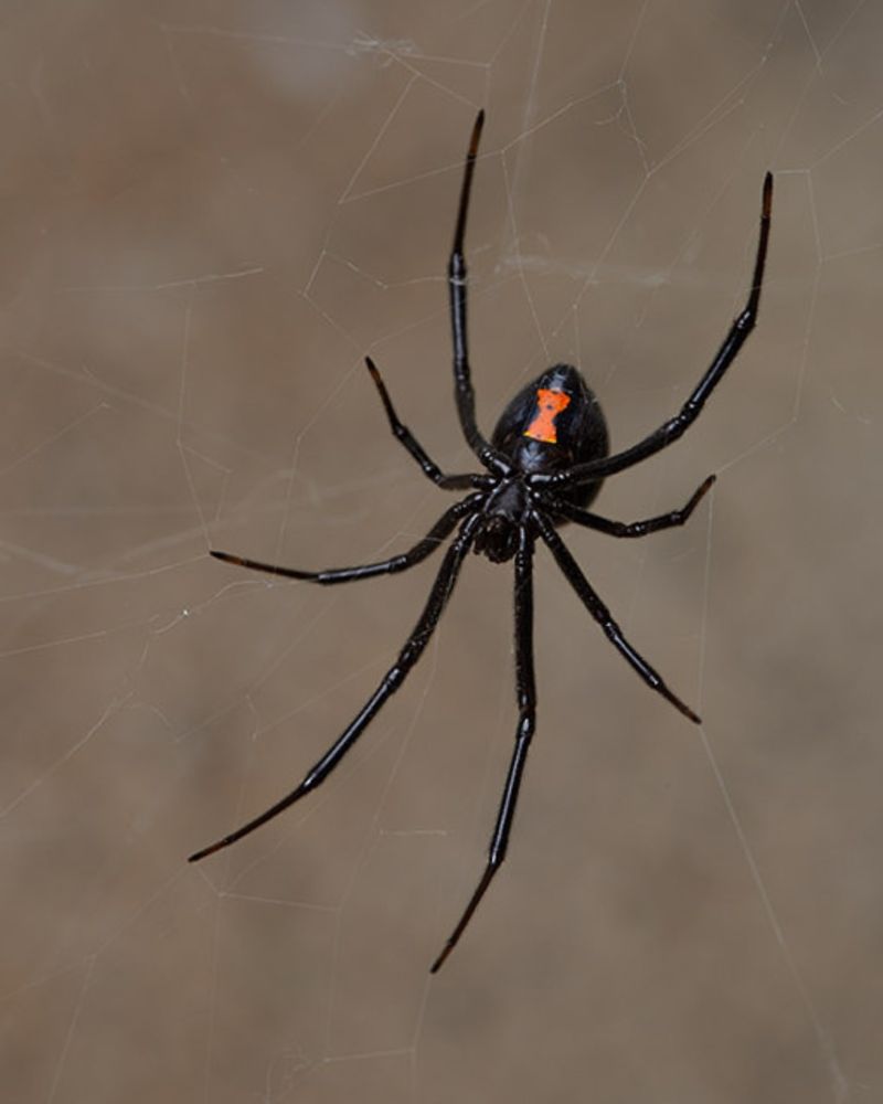 Black Widow Spiders