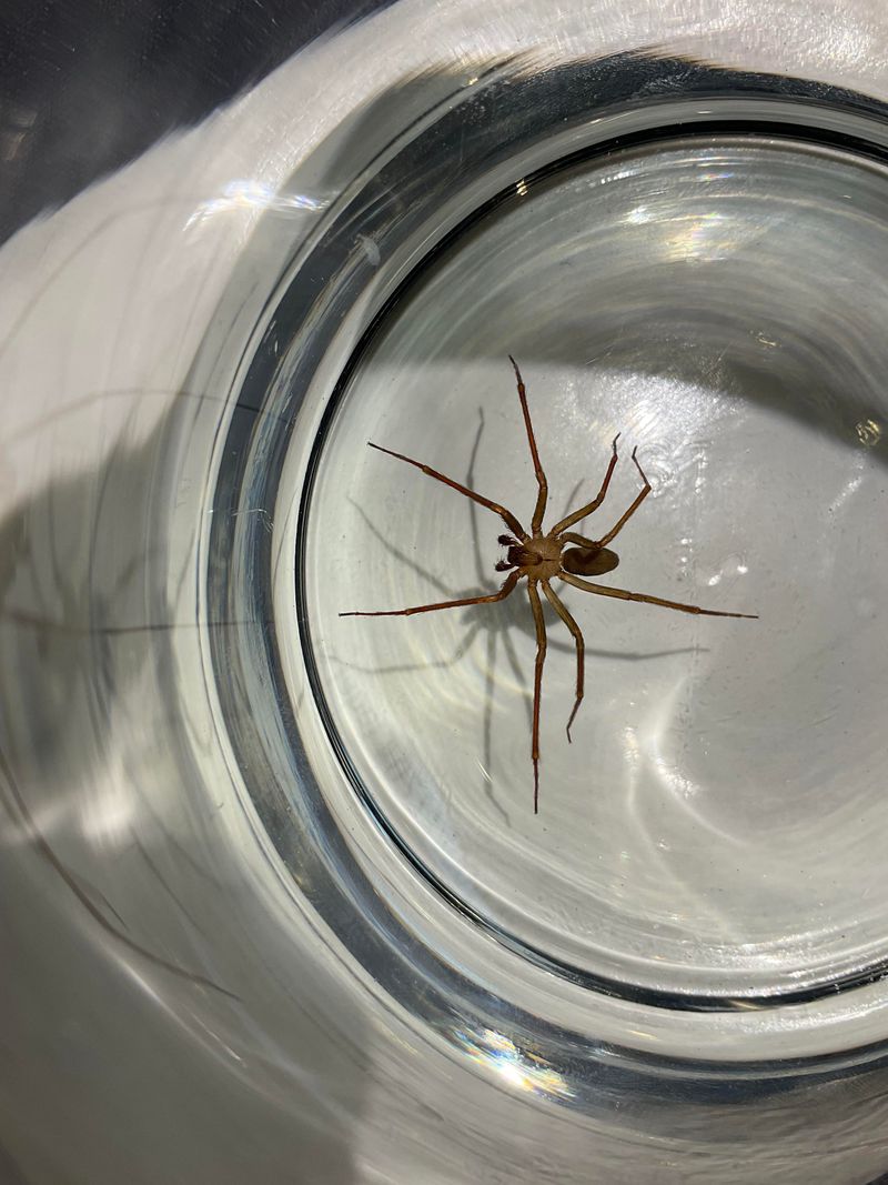 Brown Recluse Spiders