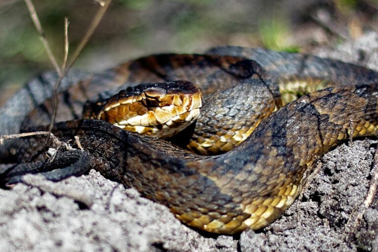 Cottonmouth Snake Close-Up