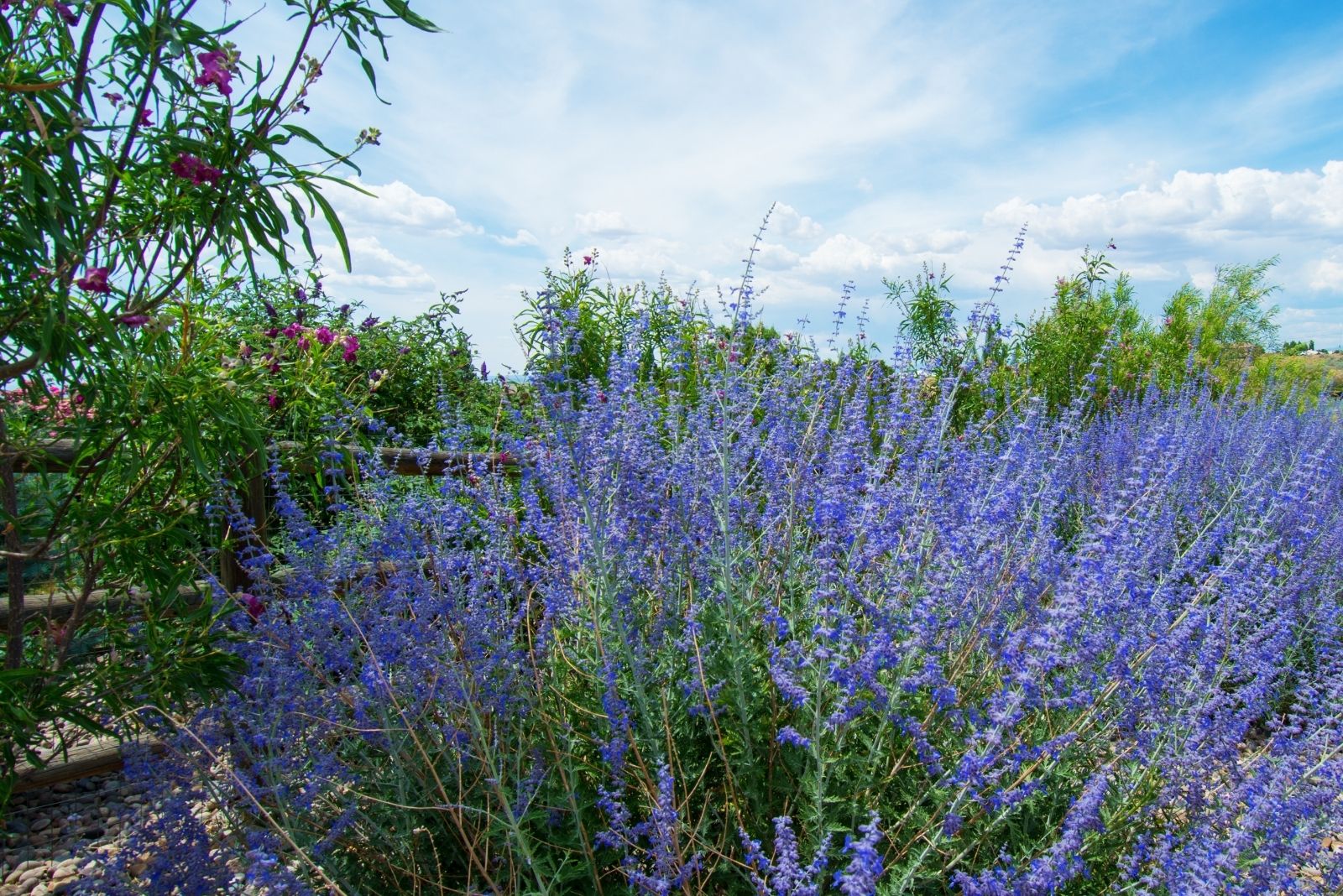 10 Deer-Resistant Plants To Add Fall Color To Your Garden In Pennsylvania