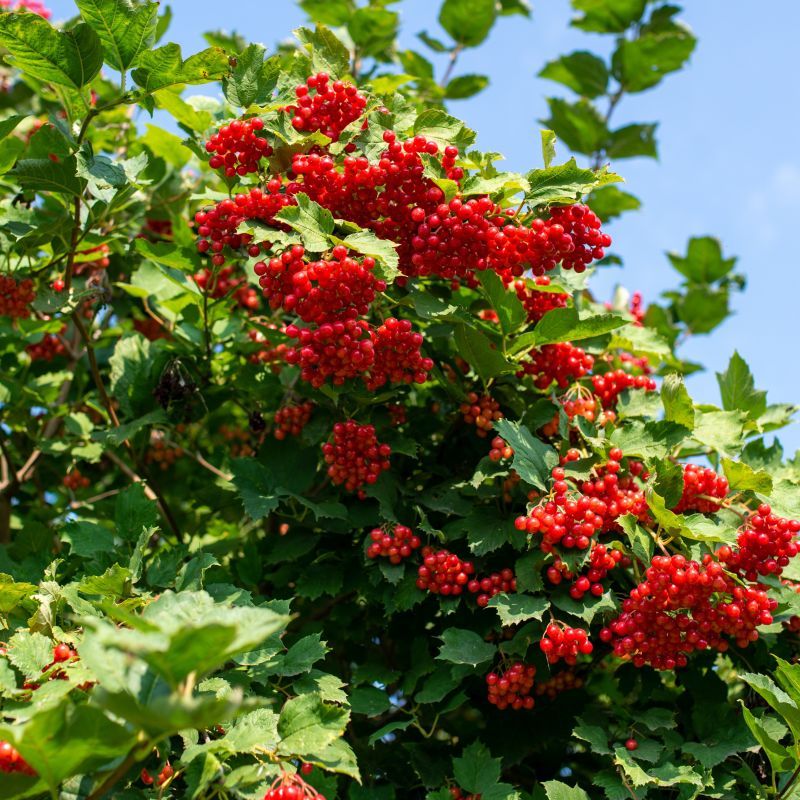American Cranberry Bush