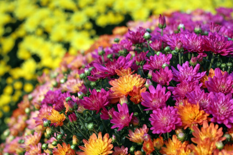 mums (featured image)