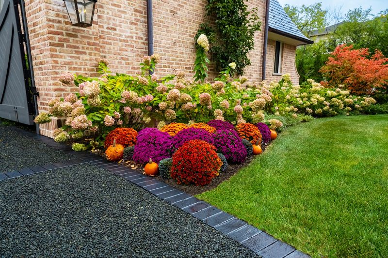 Plant Fall Mums