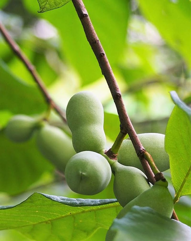 Pawpaw - America's Forgotten Fruit
