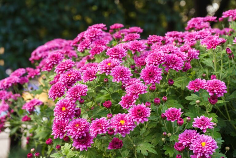 pink chrysanthemum bloom display