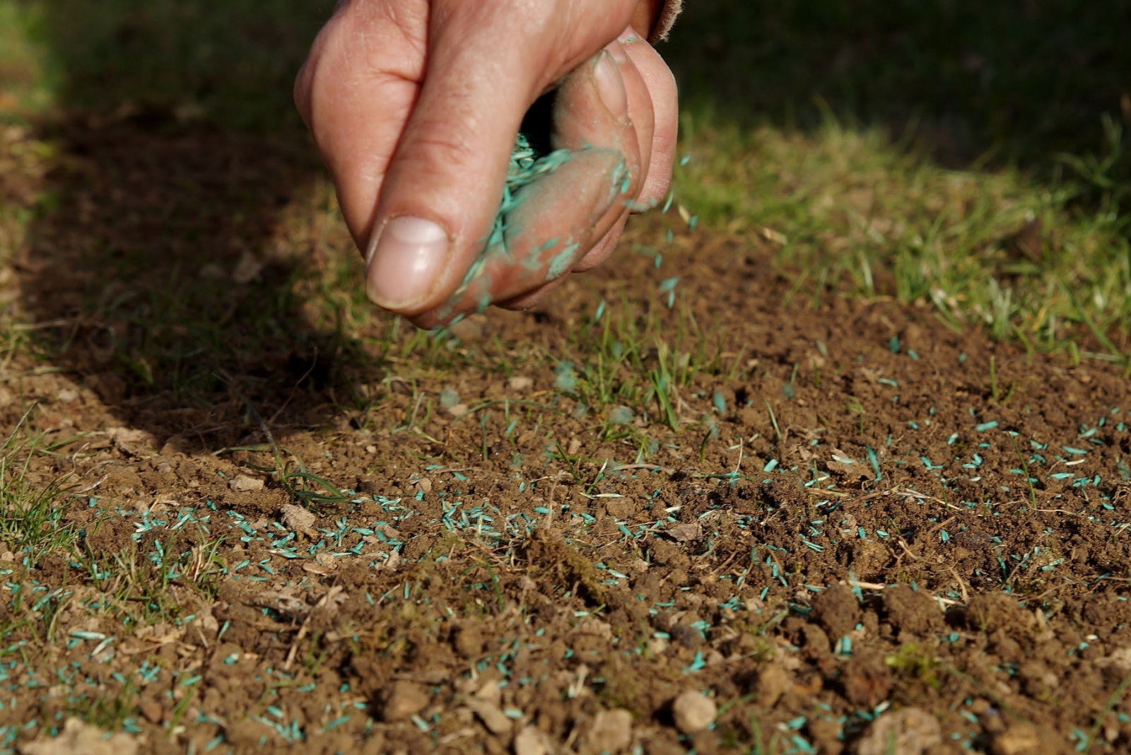 gardener overseeds a lawn