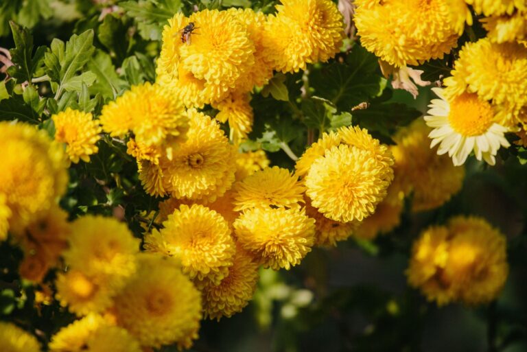 Yellow chrysanthemums blooming in a garden