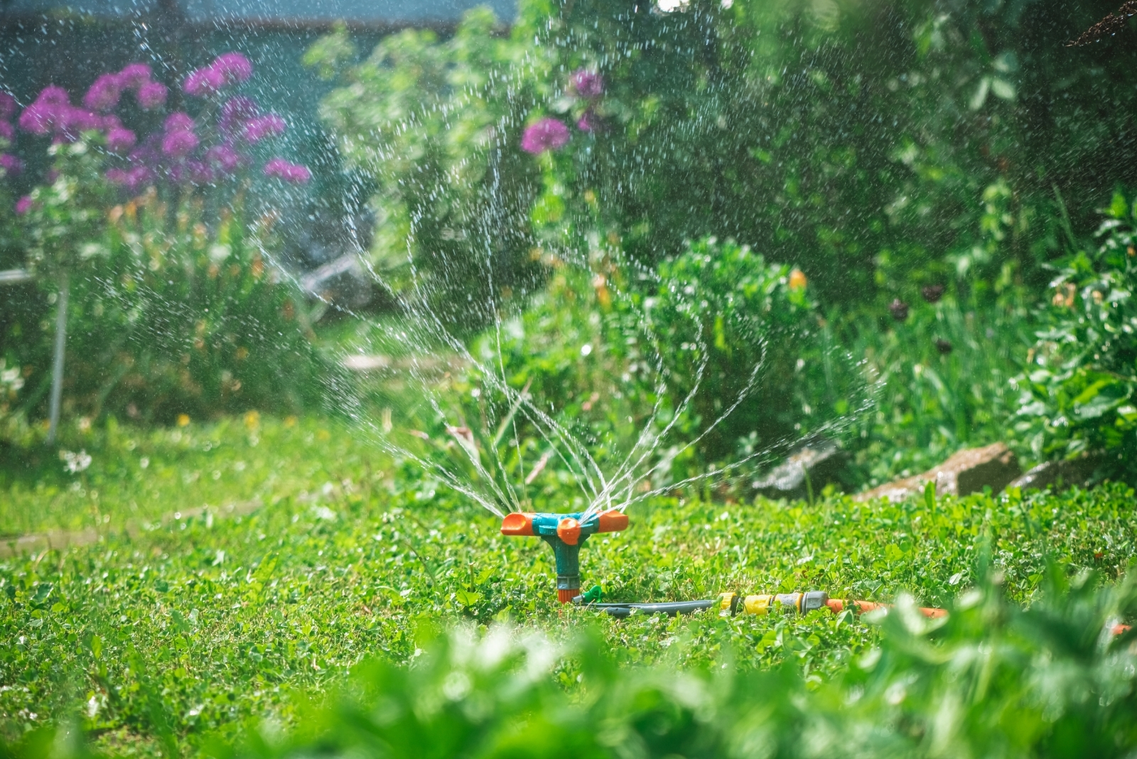 10 Eco-Friendly Gardening Ideas To Save Water In New Mexico Yards