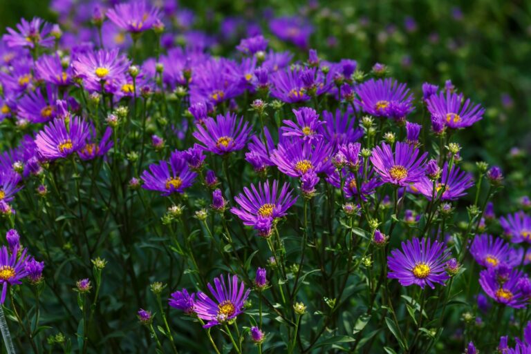Aster Frikartii flowers in purple color bloom in the garden