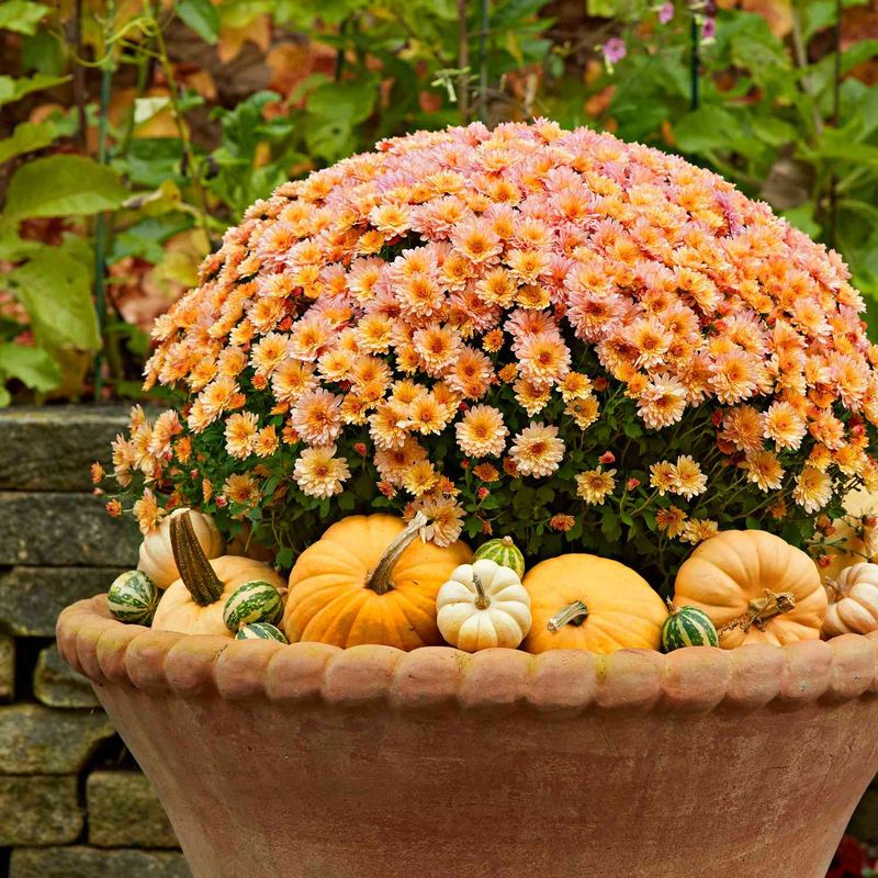 Chrysanthemums: The Classic Michigan Fall Choice