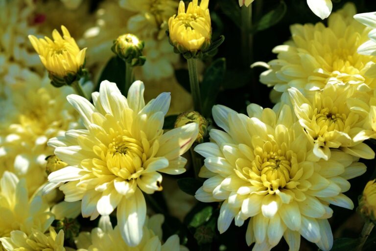 Yellow chrysanthemum bush