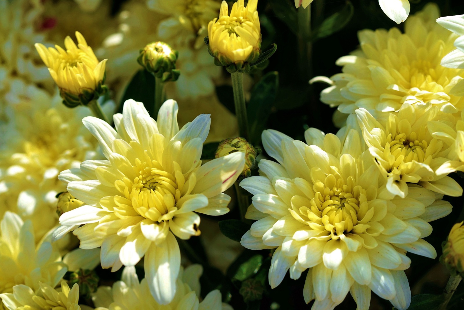 10 Fall Flowers That Shine In Traditional Cottage Gardens Across Virginia In Fall