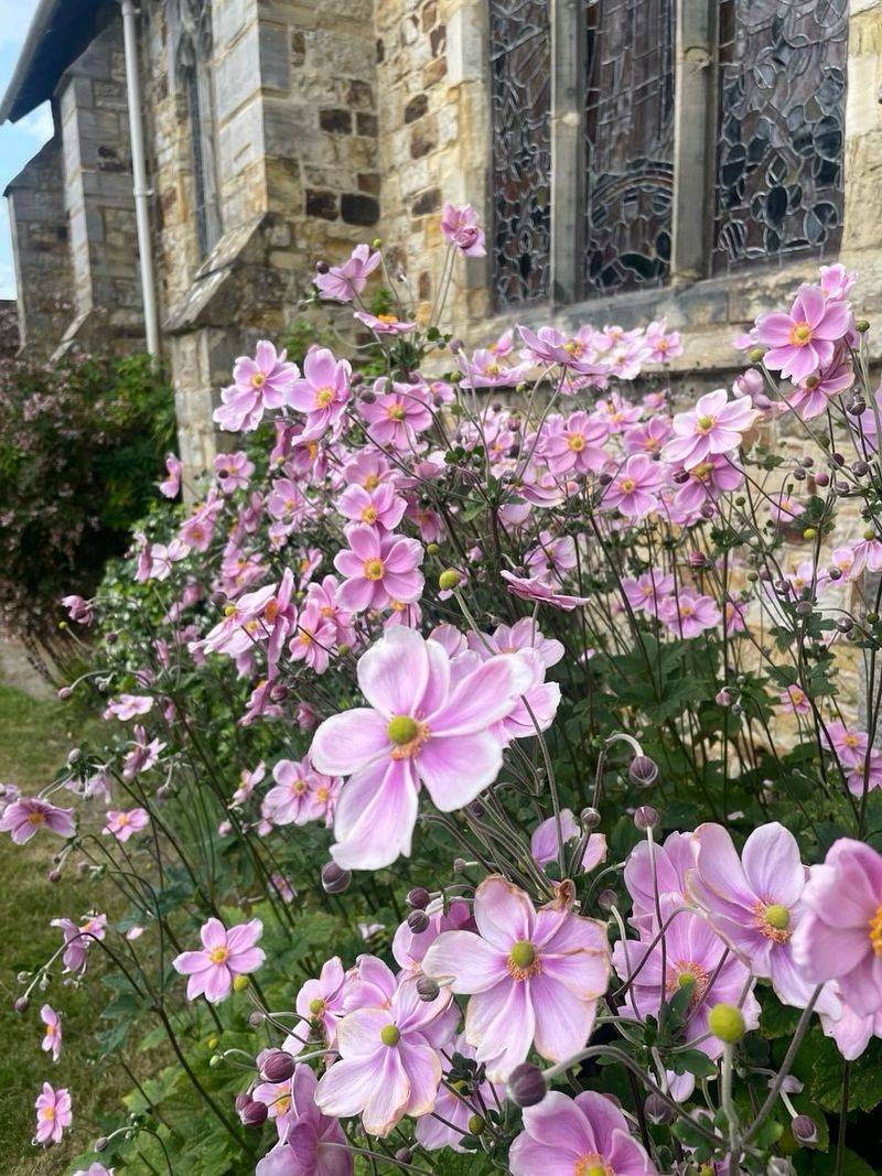 Japanese Anemone: The Graceful Dancer