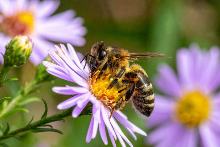Honeybee Pollinating Purple Aster Flower