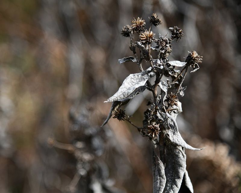 Leave Those Seed Heads Standing