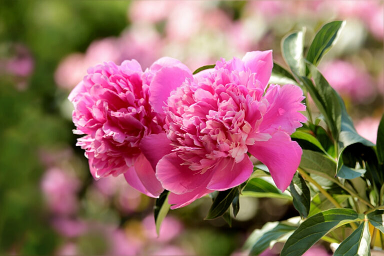 peony plants (featured image)