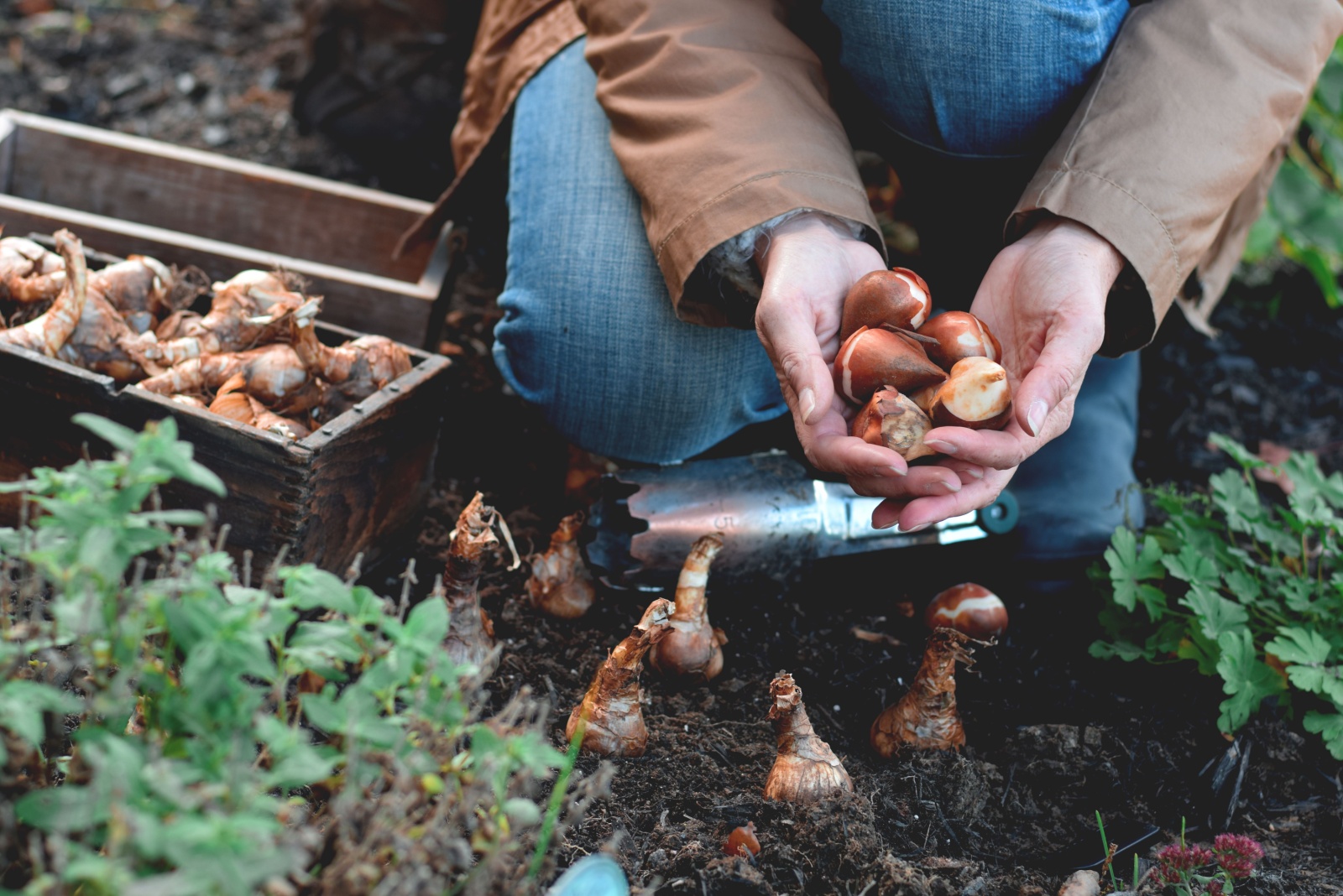 10 Fall Planting Tips For Stunning Spring Flowers In Michigan