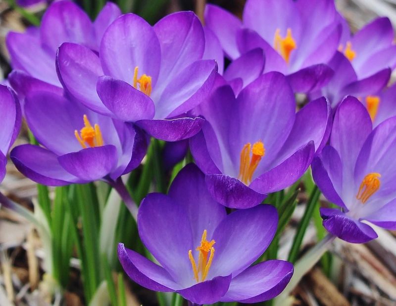 Choose Hardy Bulb Varieties
