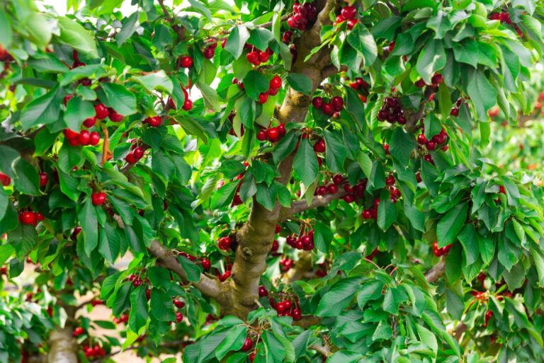 Closeup of green branches of sweet cherry tree with ripe fleshy berries